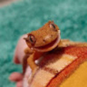 Meet your Posher, Willow